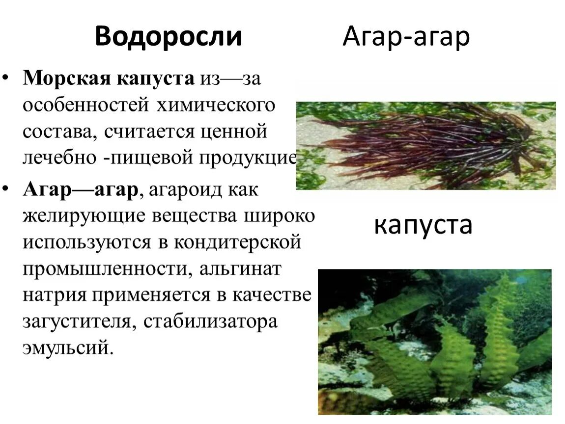 Агар агар из каких водорослей