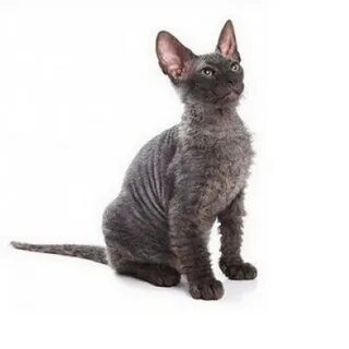 Котята сфинкс с шерстью