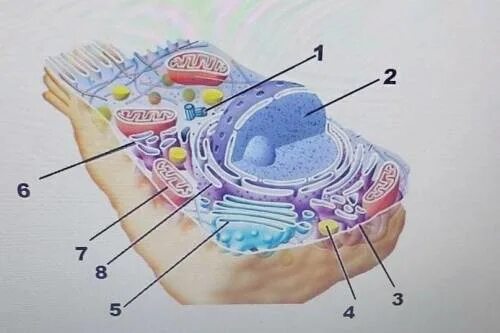 Площадку под цифрой 5