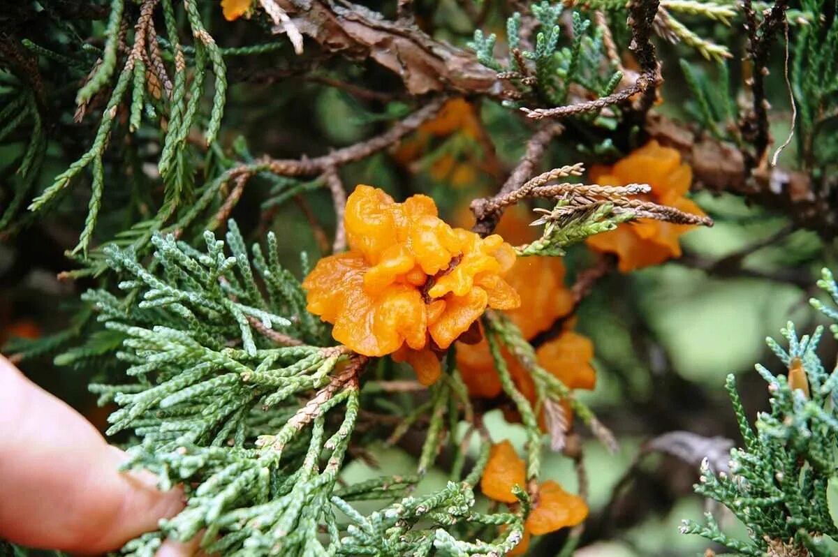 Ржавчина можжевельника. Можжевельник казацкий ржавчина. Gymnosporangium juniperi-virginianae. Шютте можжевельника. Ржавчинный гриб на можжевельнике.