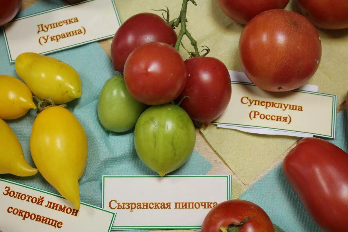 Томат сызранская пипочка семена. В чём отличие кустанайской пипочки от сызранской. Томат с пипочкой. Сорт томата сызранская пипочка. Томат кустанайская пипочка.