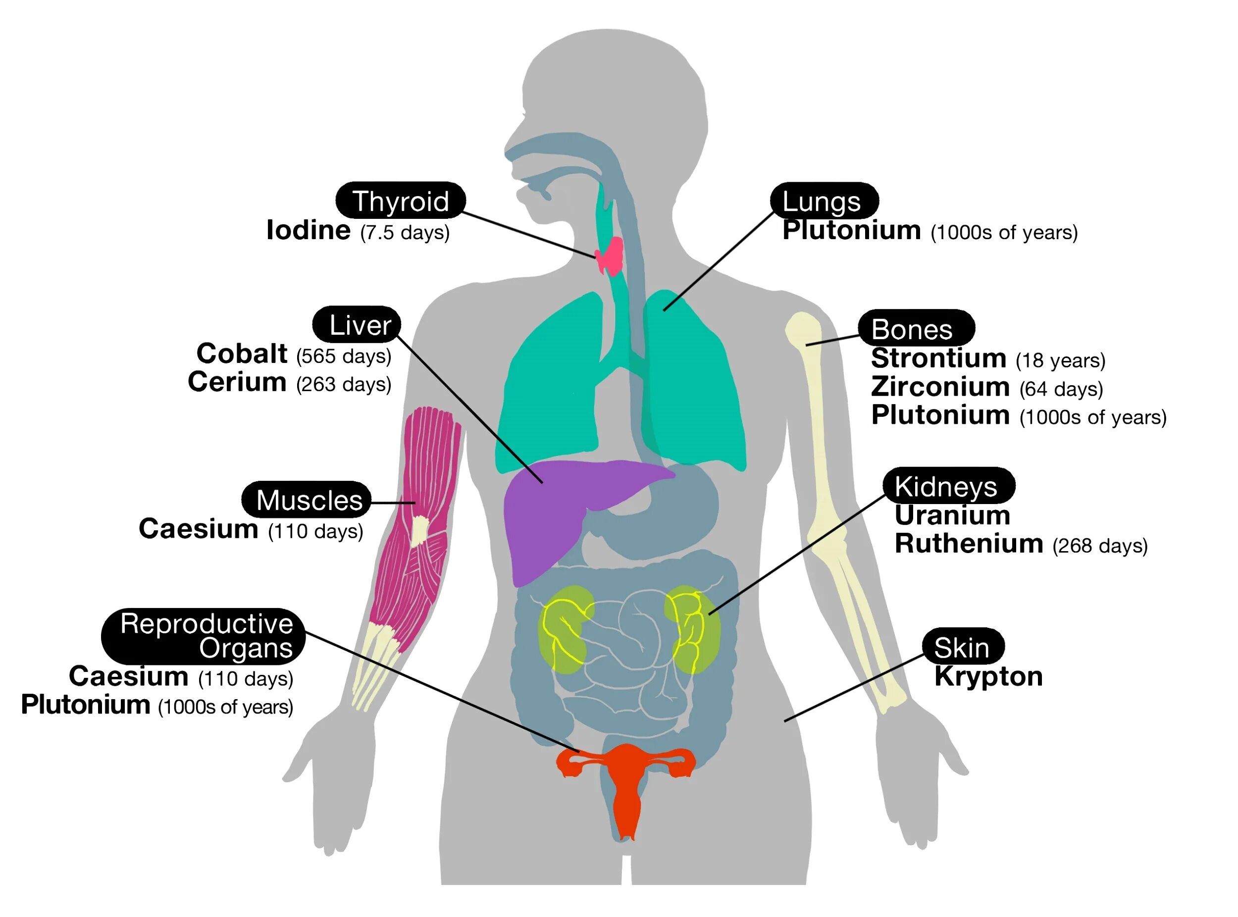 Human organs. Органы человека. Расположение органов у человека. Схема тела человека с органами. Диаграмма органов человека.