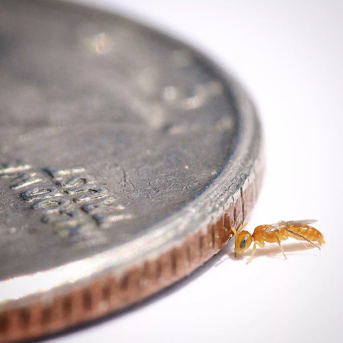 Самый маленький предмет. Самый маленький союз. Детские смеси в ссср. Самый маленький союз. Самая иаланькая стрпга вмире.