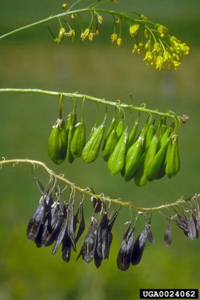 Как выглядит растение вайда File:Isatis tinctoria  Wikipedia