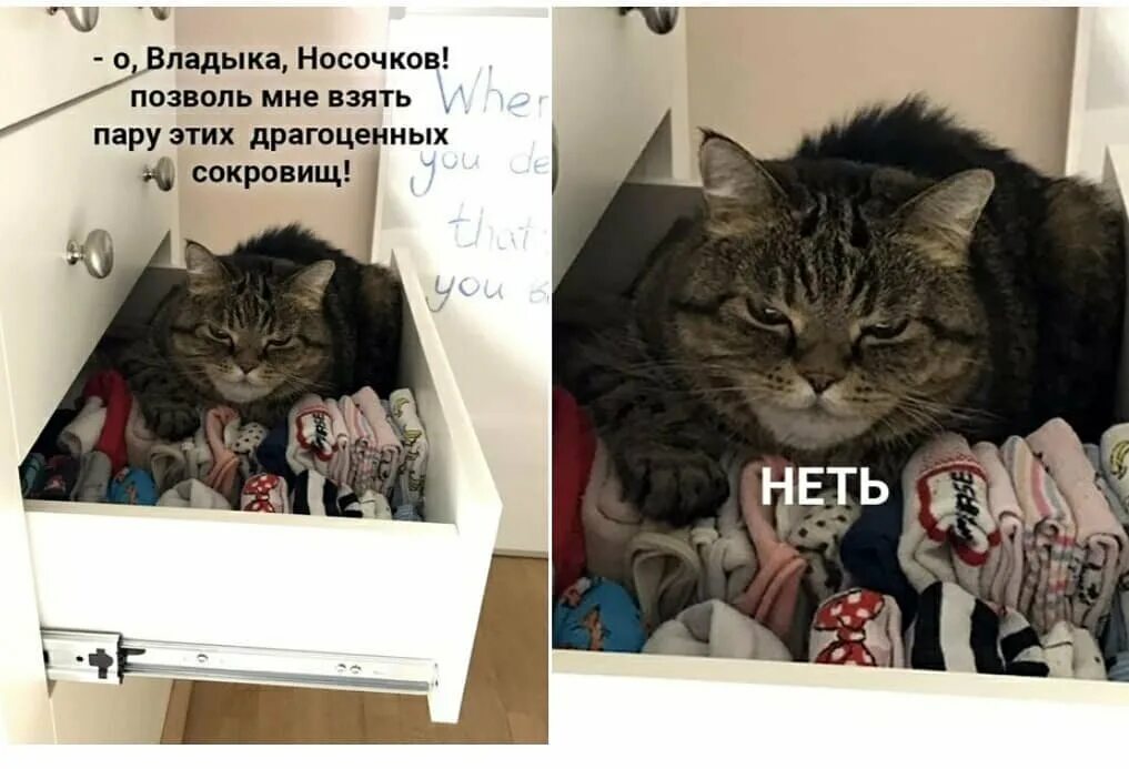 Словоохотл вый закост неть. Неа кот. Неть котик. Нит кот. Неа Мем кот.