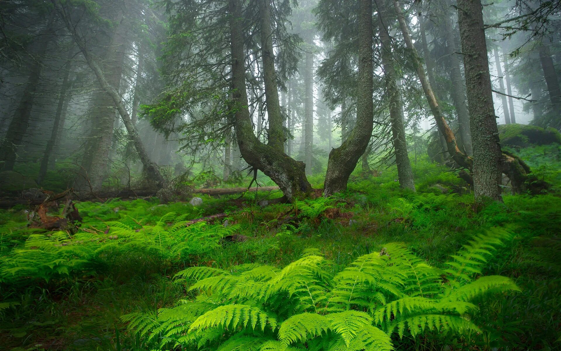 Невероятный лес. Ферн-Форест. «Папоротник в лесу» офорт Шишкин. Хвойный папоротник. Папоротники в Дьяковском лесу.