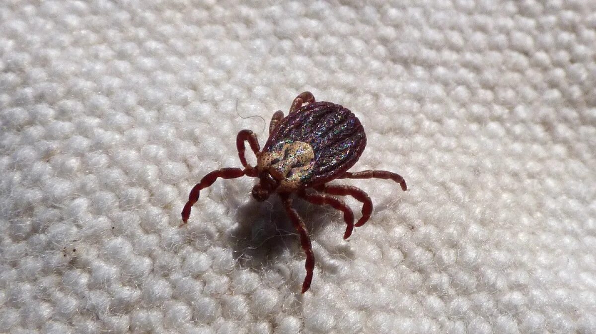 File:Ixodes pacificus.tif - Wikipedia