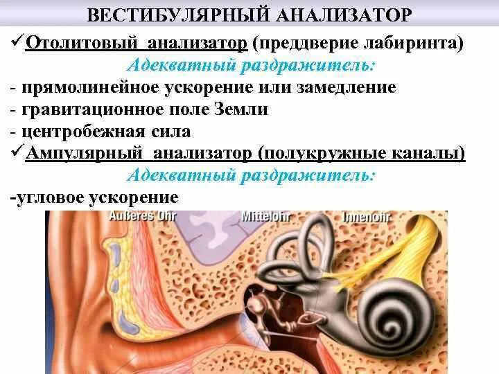 Структура и функции вестибулярного анализатора физиология. Вестибулярный анализатор. Вестибулярный анализатор строение. Вестибулярный аппарат анализатор.