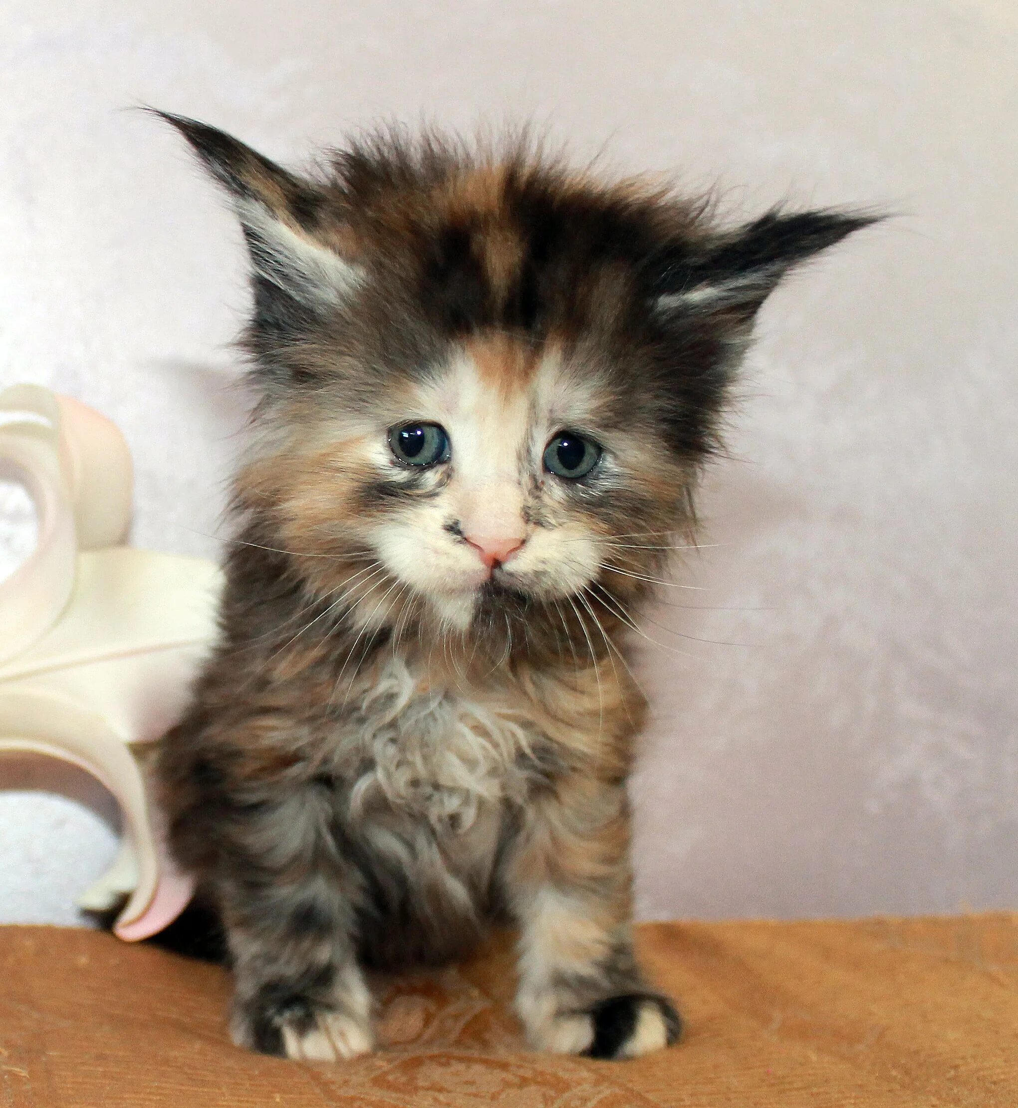 Котята мейн кун метисы. Котята мэйкуна 2 месяца. Котенок мейн кун 2. Котята мейн-кун 1. Чёрный мейн кун котенок 5 месяцев.