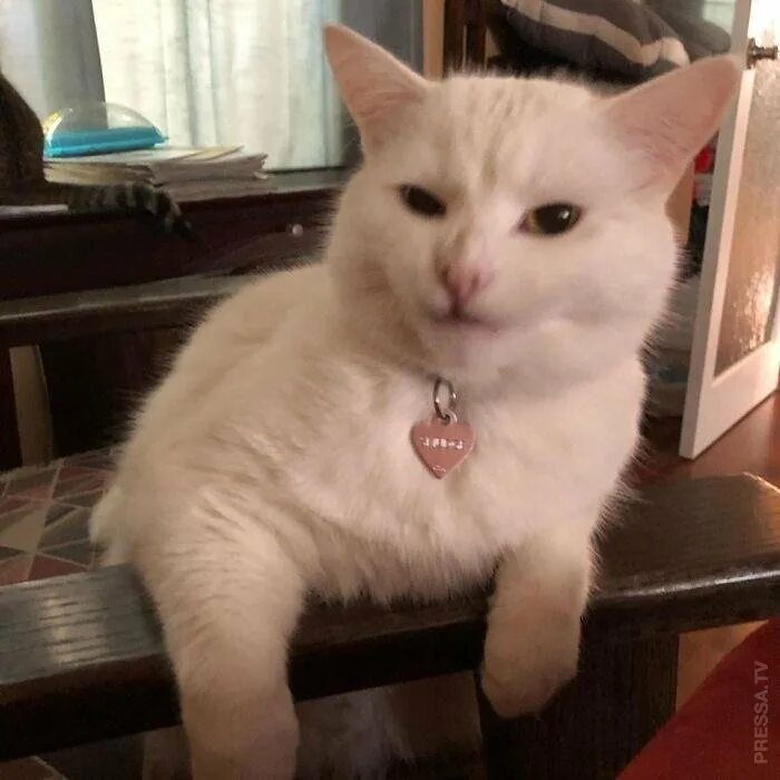 Мемный белый кот. Котик смадж. кот смадж мемы. кот smudge. смудж кот.