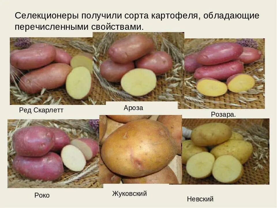 Все о сортах картофеля. Картофель семенной ароза. сорт картофеля алуэт. сорт картофеля ароза. картофель сорт арлекин.