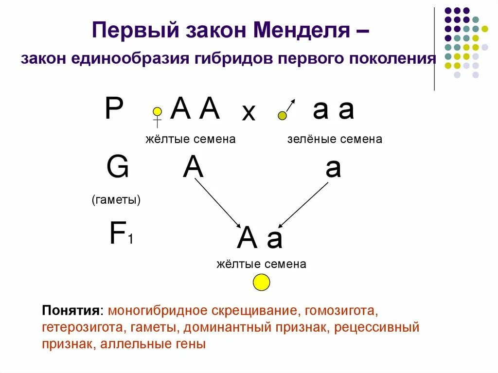 Какой закон проявляется при скрещивании. 1 закон менделя схема. 1 закон менделя формулировка. схема скрещивания первого закона менделя. генетические задачи на 1 и 2 закон менделя с решением.