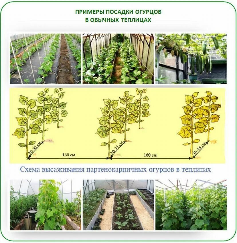 Посадка огурца в теплице расстояние. Схема посадки огурцов в теплице 3х5. Схема высадки рассады огурцов в теплице. Схема посева огурцов в теплице. Схема посадки огурцов в теплице в 1 ряд.