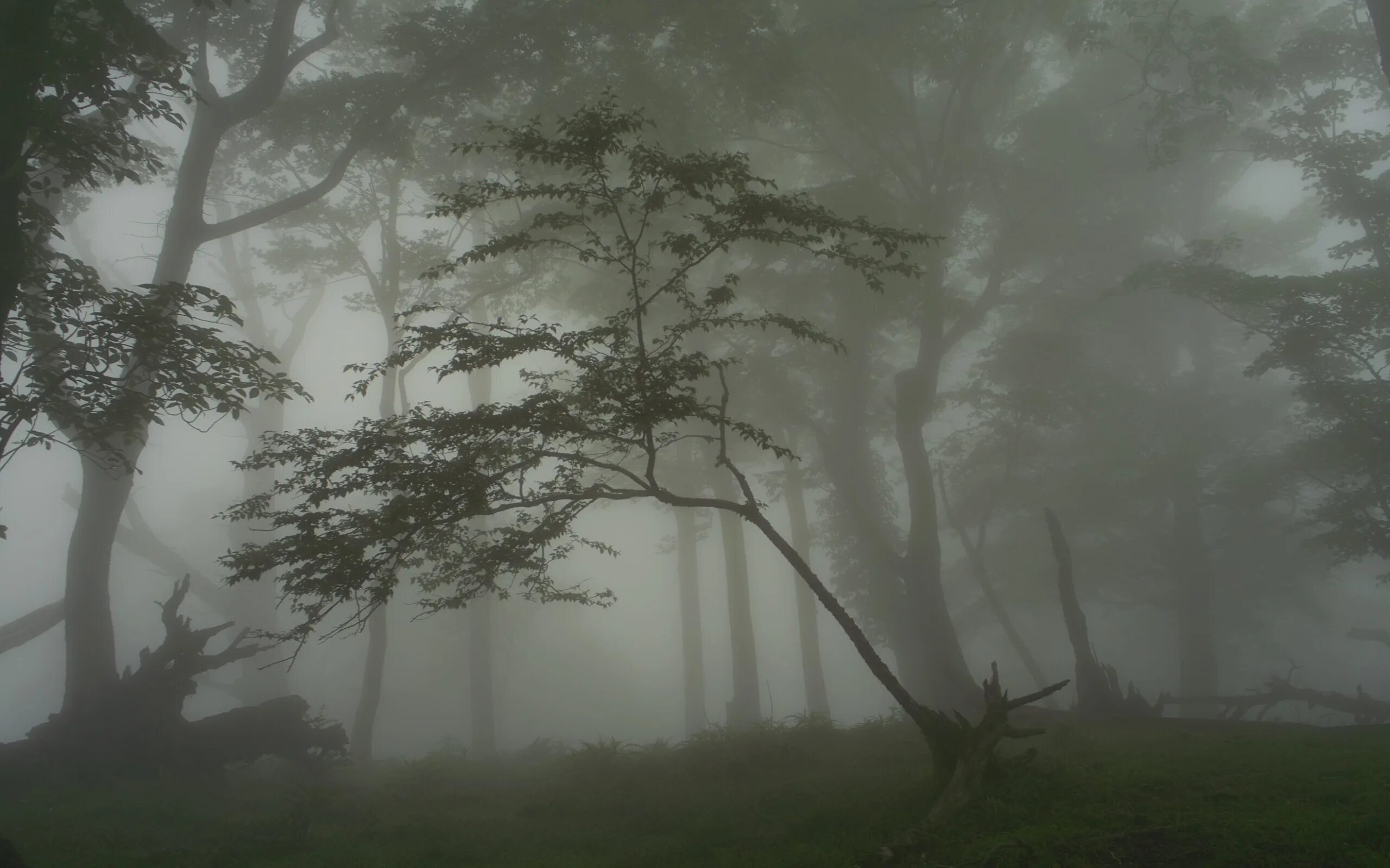 From the fog 1.20 1 fabric