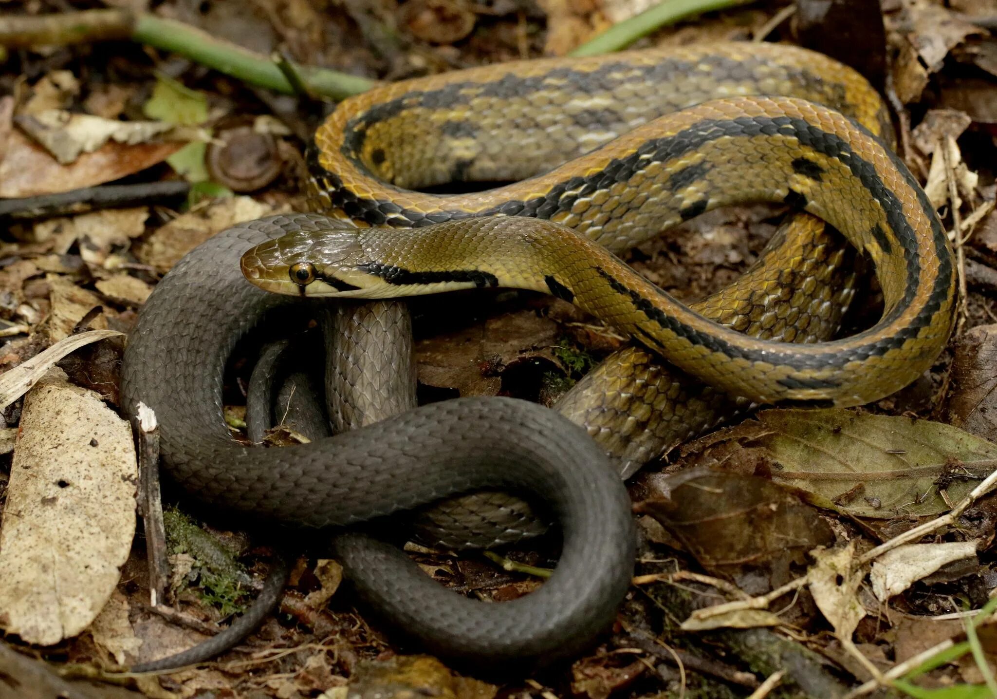 Песня полоза. Лазающие полозы. Малочешуйчатый лазающий полоз. Coelognathus flavolineatus. Полосатый полоз.