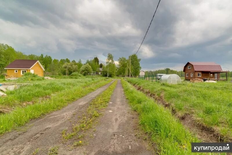 Посёлок ромашки Ленинградская область. Поселок ромашки Приозерский.