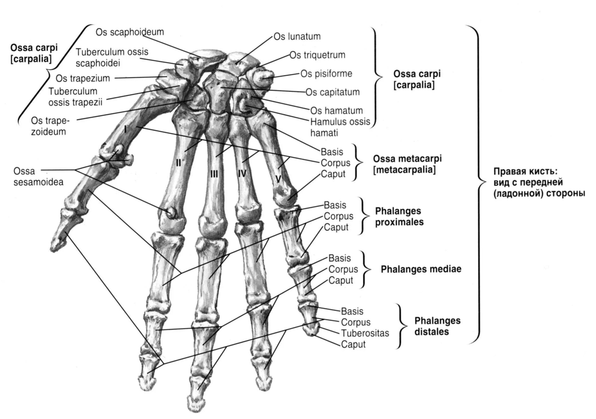 Кисть строение анатомия костей. Кости ястья анатомия человека. Кости кисти на латыни. Строение кисти человека кости. Кости в запястье руки