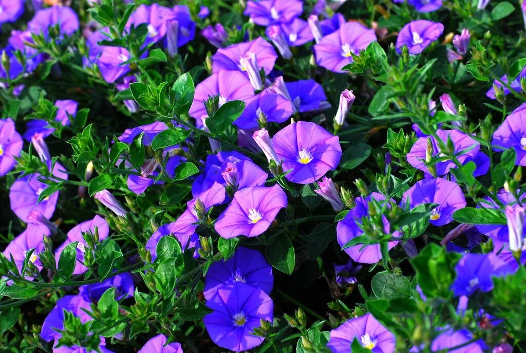 Types of Flowers - 170+ Flower Names + Pictures Flower Glossary Exotic flowers, 