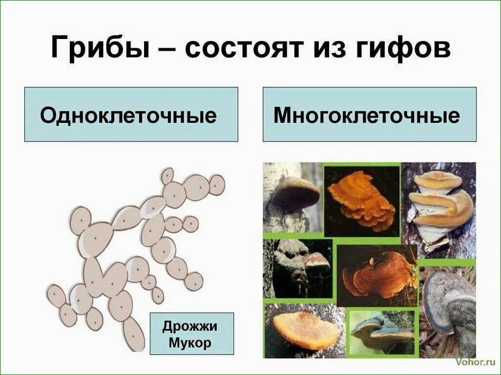 Многоклеточные грибы многоклеточные грибы. Дрожжи одноклеточный или многоклеточный гриб. Строение грибов одноклеточных и многоклеточных. Многоклеточные грибы 5 класс биология.