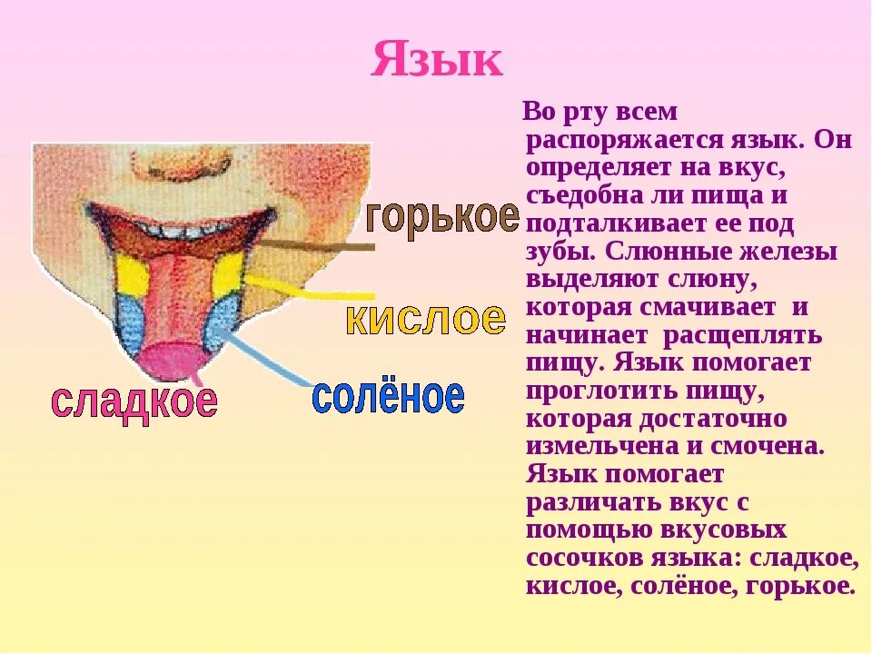 Как убрать кислоту во рту. Доклад про язык орган чувств. Презентация на тему орган вкуса.