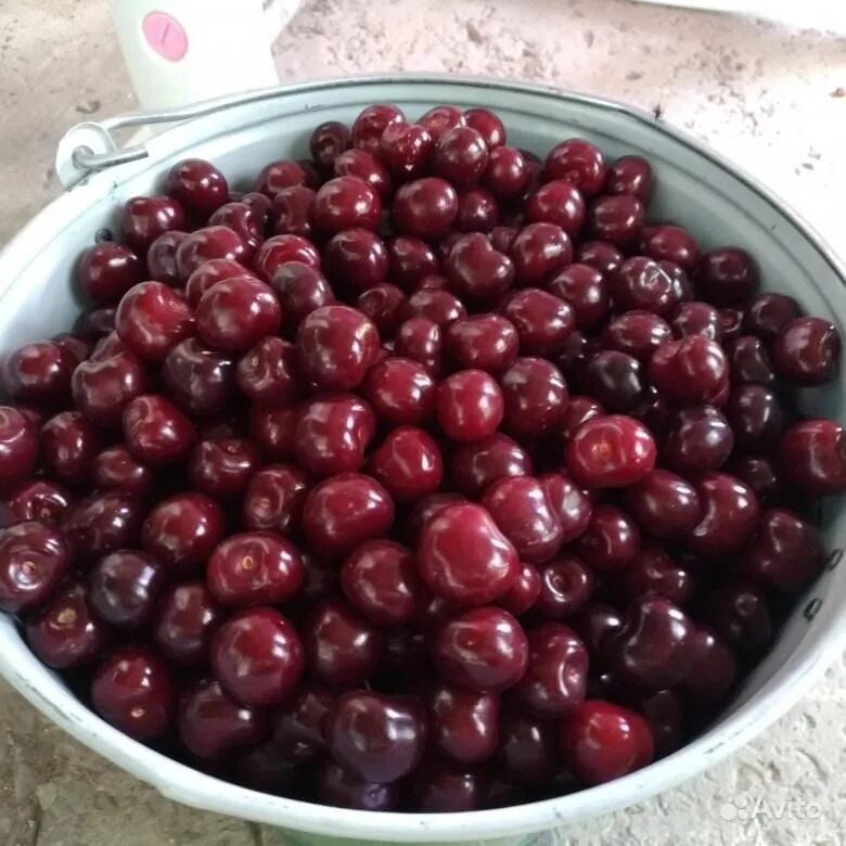 Вишня бессея дерево. Вишня омск. Вишня омск. Омская ночка сливово-вишневый. Вишня омск.
