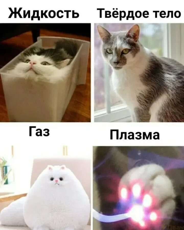 Кот мем 2025. Мемы с котом. мемы про котов. катава мемы. кот мем.