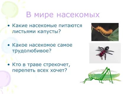 Насекомое какой род
