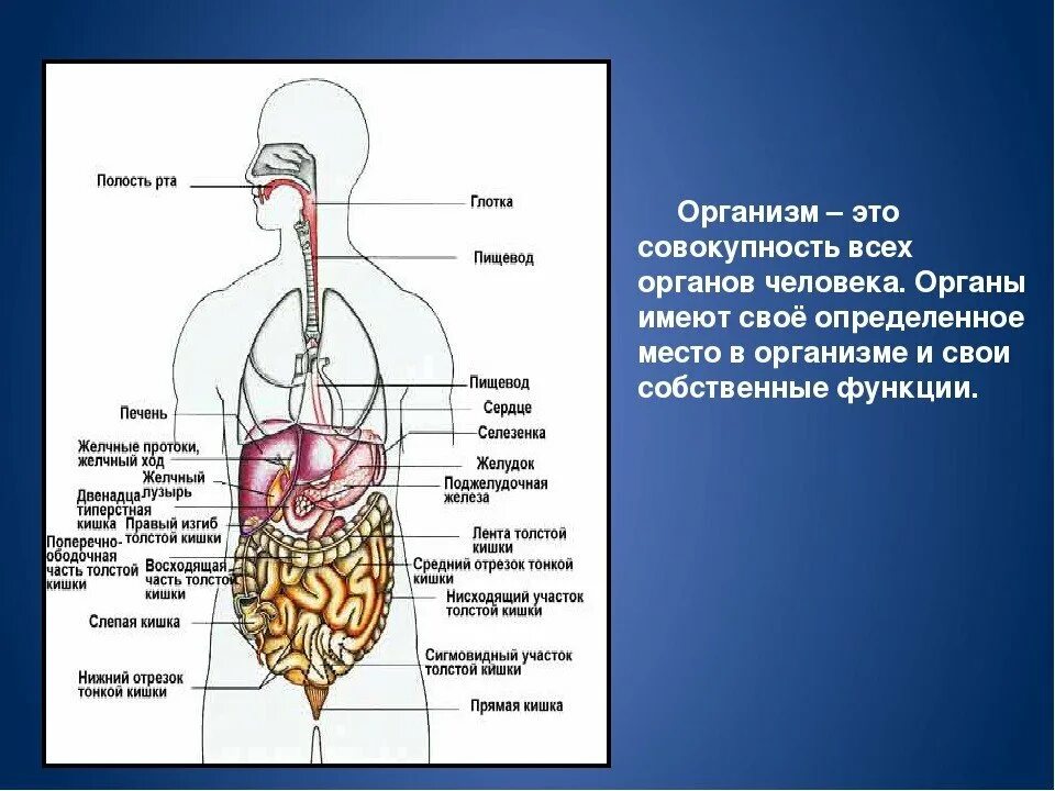 Схема внутреннего строения человеческих органов. Строение туловища человека органы. Расположение органов у человека спереди. Любой орган в организме