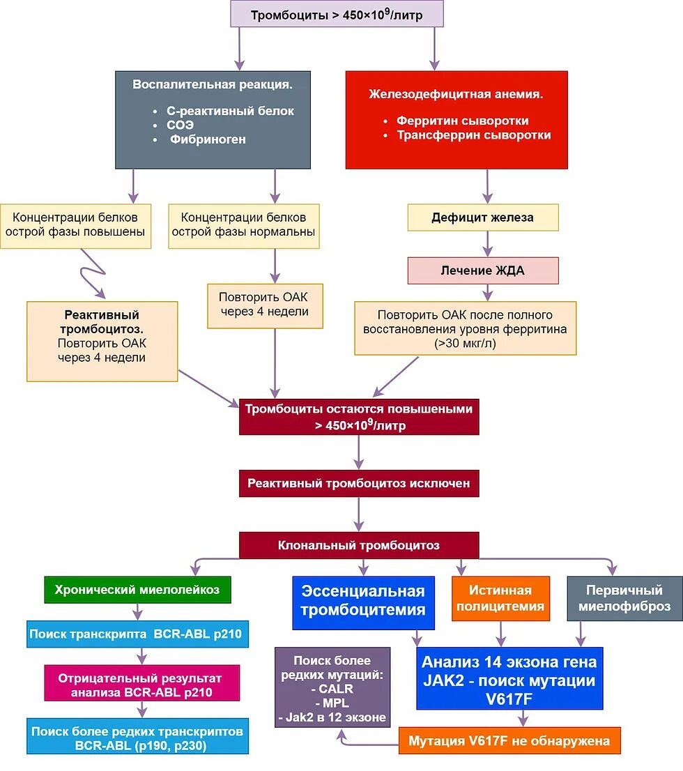 Эссенциальная тромбоцитопения. Эссенциальная тромбоцитемия причины. Первичный тромбоцитоз. Дифференциальный диагноз тромбоцитемия. Тромбоцитоз и тромбоцитопения.
