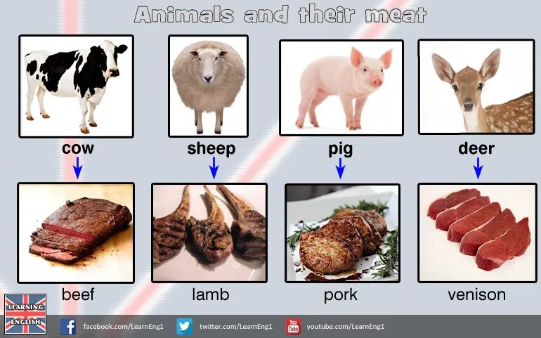 Мясо на английском. Мясо животных на английском. Виды мяса на английском языке. Названия мяса на английском.