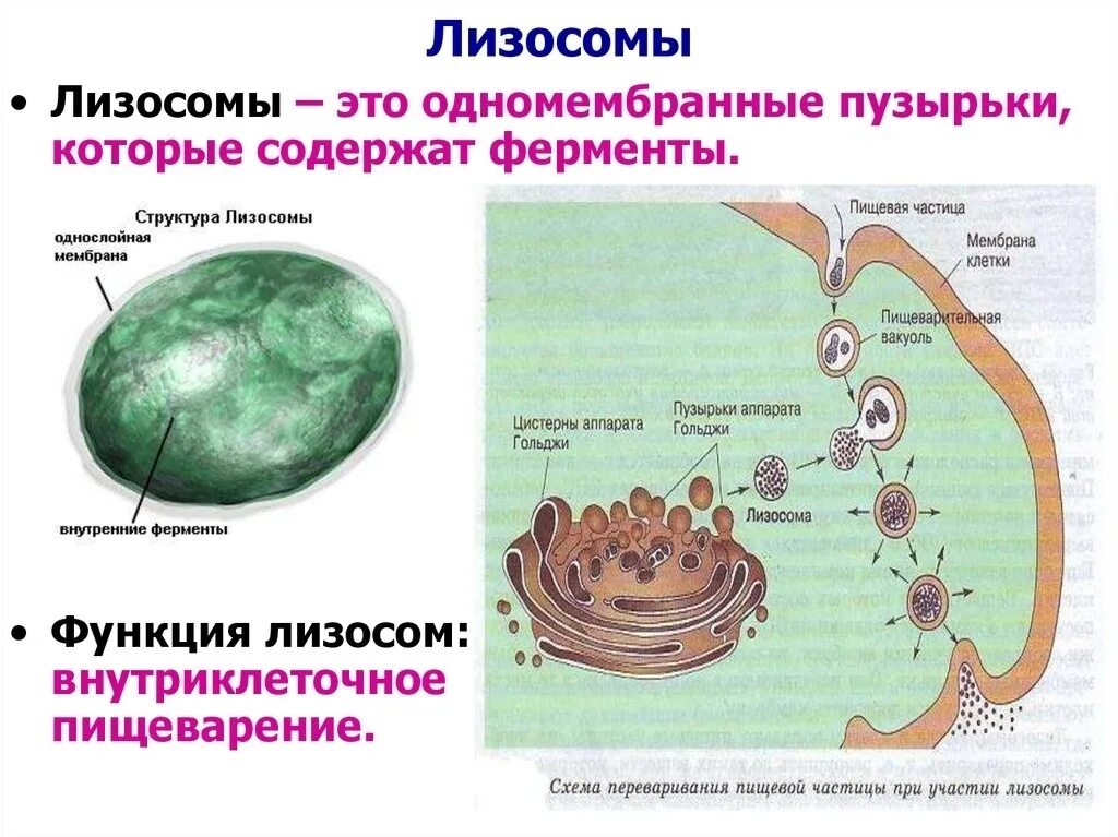 Имеют лизосомы