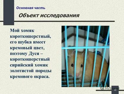Какой тип питания характерен для золотистого хомячка