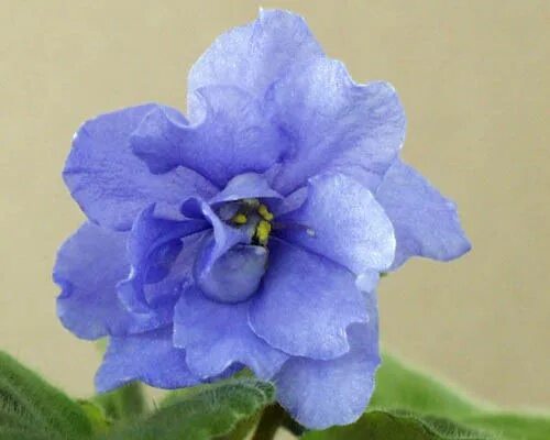 Фиалка марс макуни. Фиалка вика макуни. Сорта фиалок макуни. Фиалка атаман макуни. Фиалка ек дикая кошка.