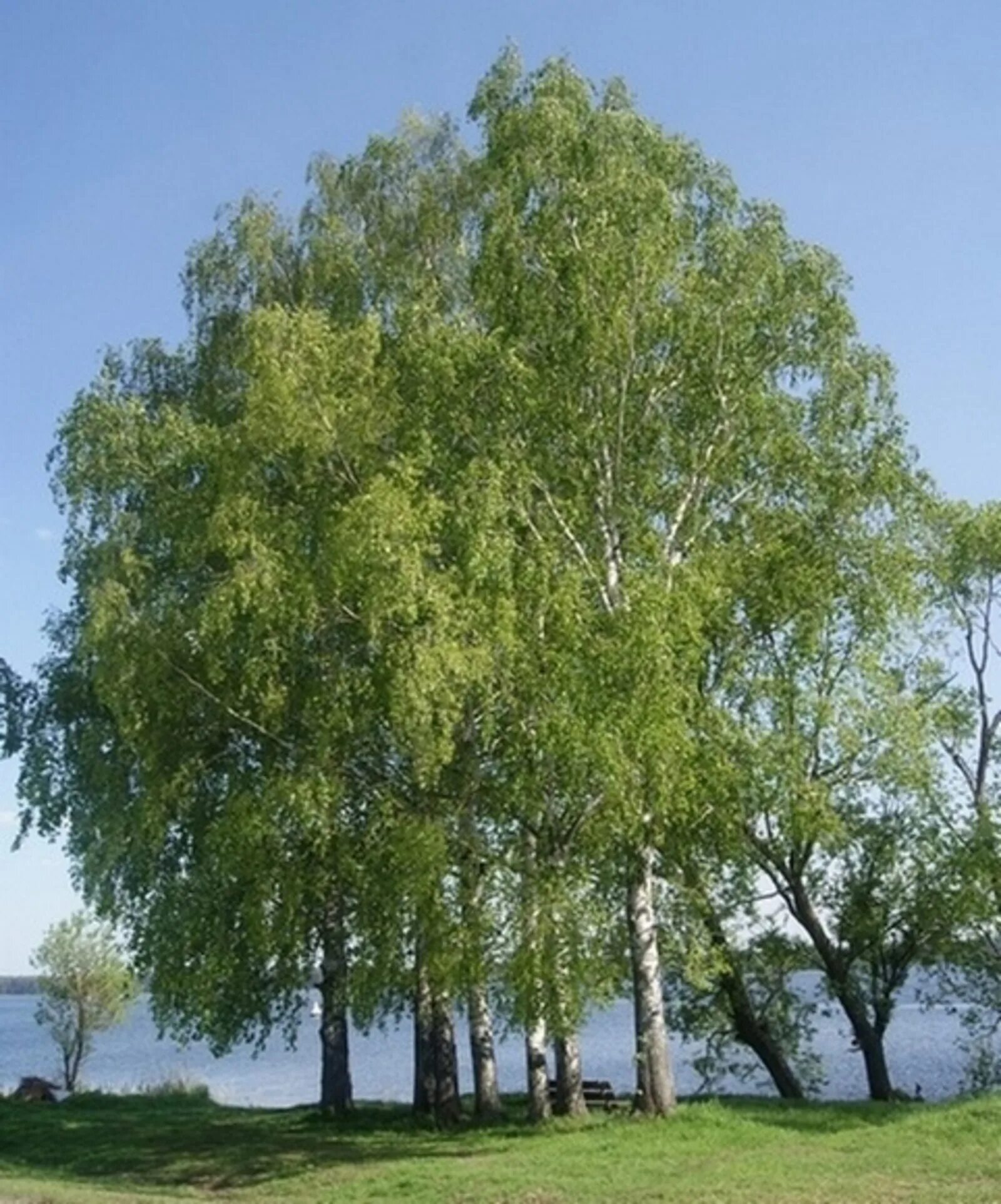 Раскидистая береза. Береза бородавчатая. береза повислая &#039;obelisk&#039; (&#039;обелиск&#039;). берёза повислая. береза бородавчатая саженцы.
