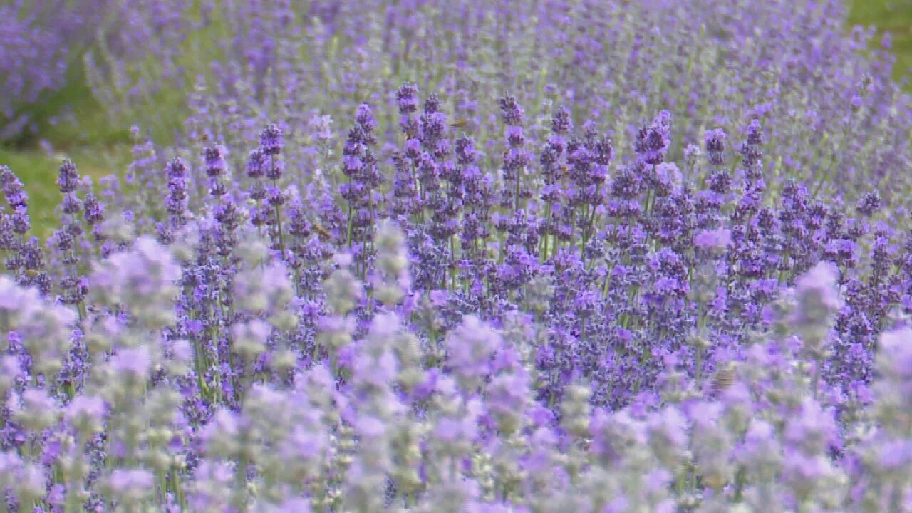 лавандовое поле кочетовка. лавандовая ферма воронеж. лаванда в дубоссарах. лавандовая ферма ильский. лавандовое поле липецкая область.