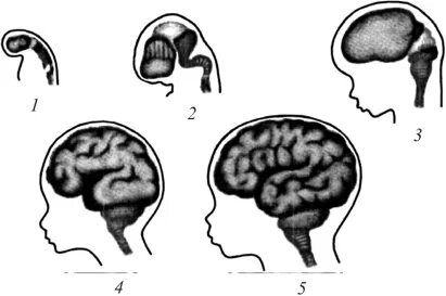 3 пузыря мозга. Стадия 5 мозговых пузырей. Нервная система эмбриона. Мозговые пузыри зародыша. Телэнцефалон.