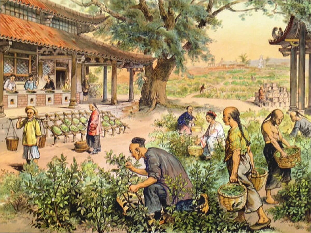 С давних времен в человеческом. Сбор чая в древнем Китае. Земледелие в древнем Китае. Китай 16 век земледелие. Хозяйство древнего Китая земледелие.
