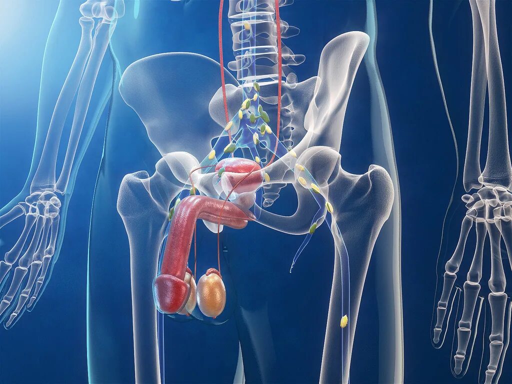Простатит яиц. Анатомия урология.