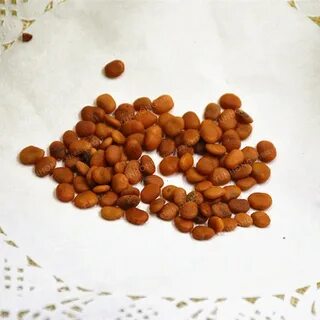 Семена фикуса
