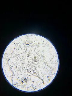 Морская вода под микроскопом