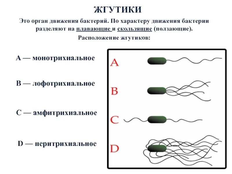 Строение жгутиков бактериальной клетки. Движение жгутиков. Движение при помощи жгутиков и ресничек. Жгутики у бактерий для передвижения. Движение жгутиков.