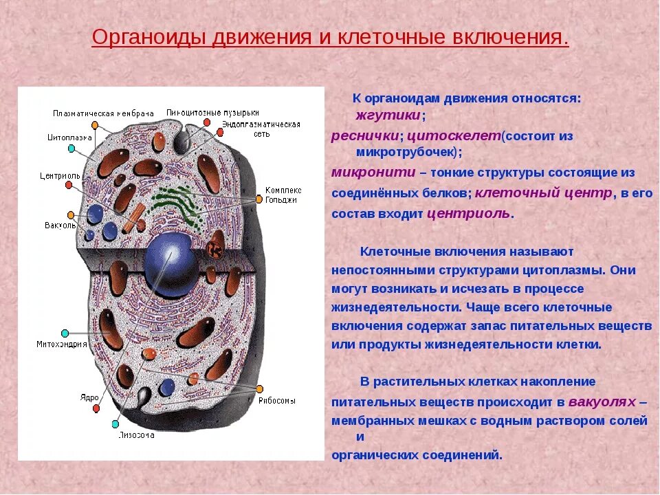 Включений и т д. Органоиды включения строение. Органоиды клетки плазматическая мембрана. Клетка, органоиды клетки, ядро. Органоиды клетки лизосомы.