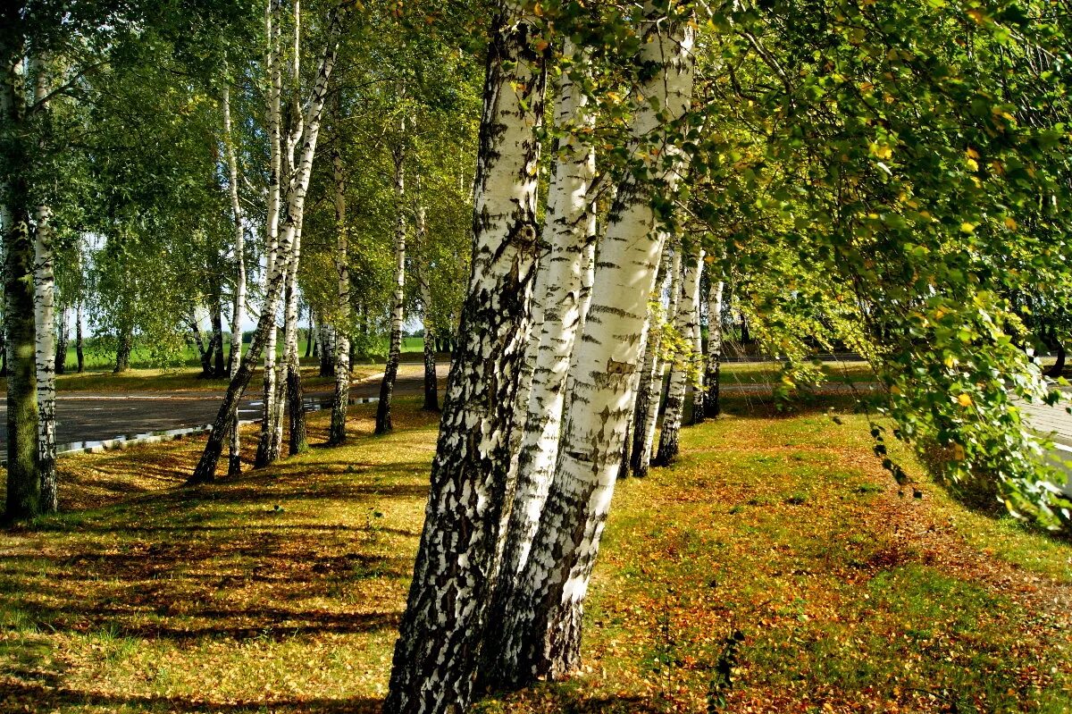 Березка кострома. Белорусская Березовая роща. Береза Белоруссия. Белорусские Березки. Березовые Рощи Белоруссии.