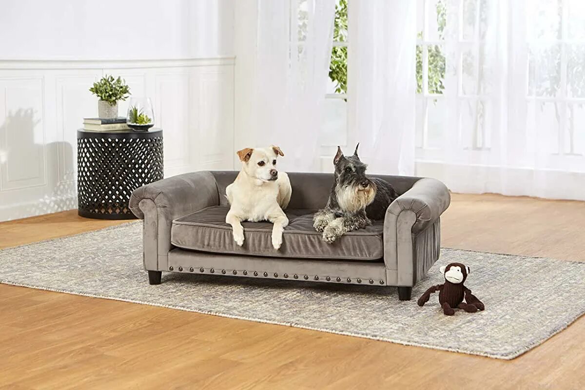 Pets at home. Home with pets. elegant dog on a sofa.