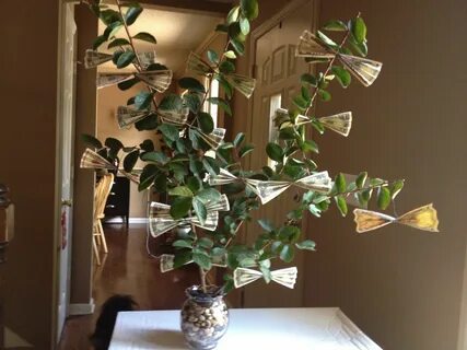 Money tree plant
