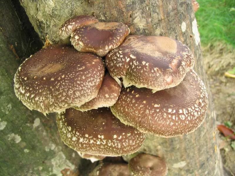 Шиитаке Lentinula edodes. Императорский гриб шиитаке. Грибы шиитаке и рейши. Мицелий шиитаке.