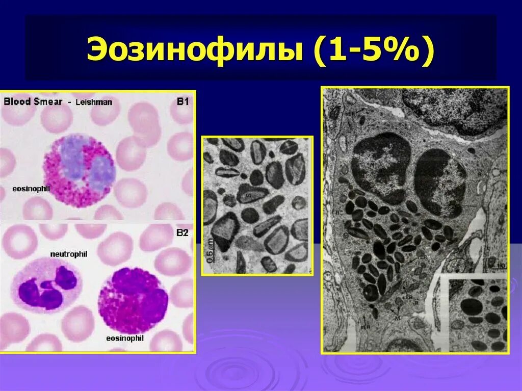 Эозинофилы строение клетки. Эозинофилы функции гистология. Эозинофилы 1. Эозинофилы рисунок. Эозинофилы в крови 9