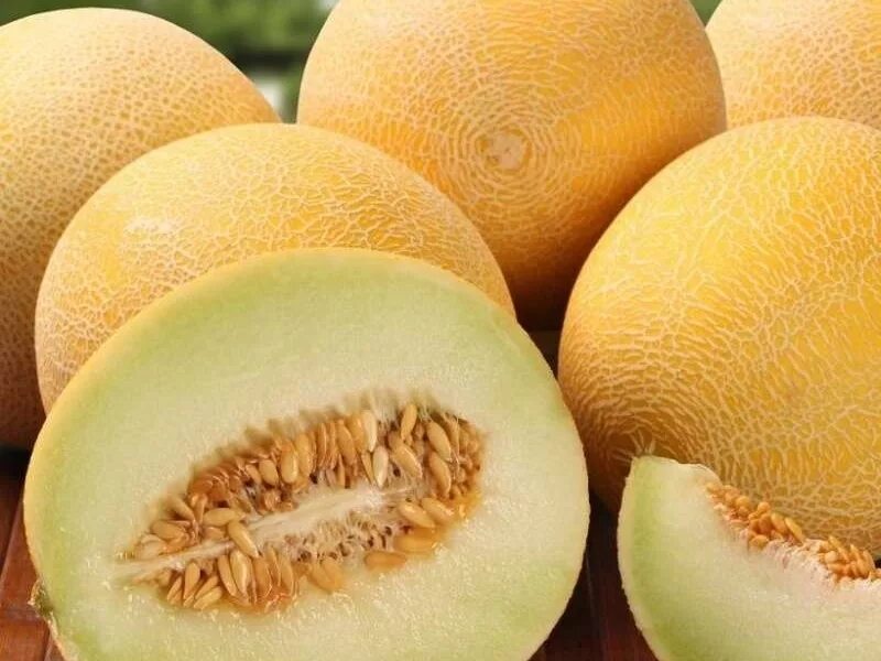 Дыня ангилейка. Дыня Afghan Honeydew.