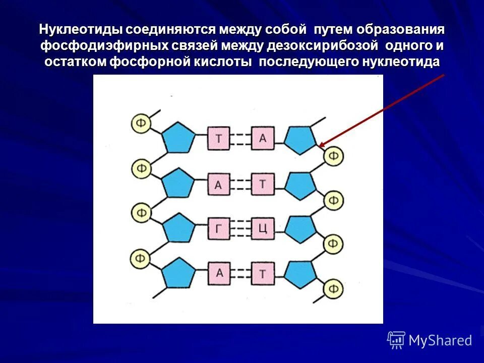 Состоит из двух цепочек