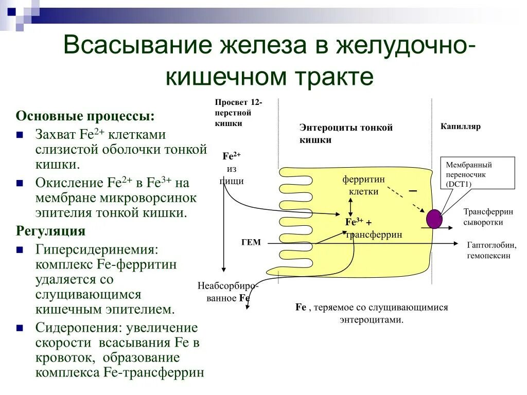 Активное всасывание основной массы питательных. Активное всасывание основной массы питательных